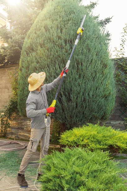 Best Tree Trimming Near Me  in Lees Summit, MO